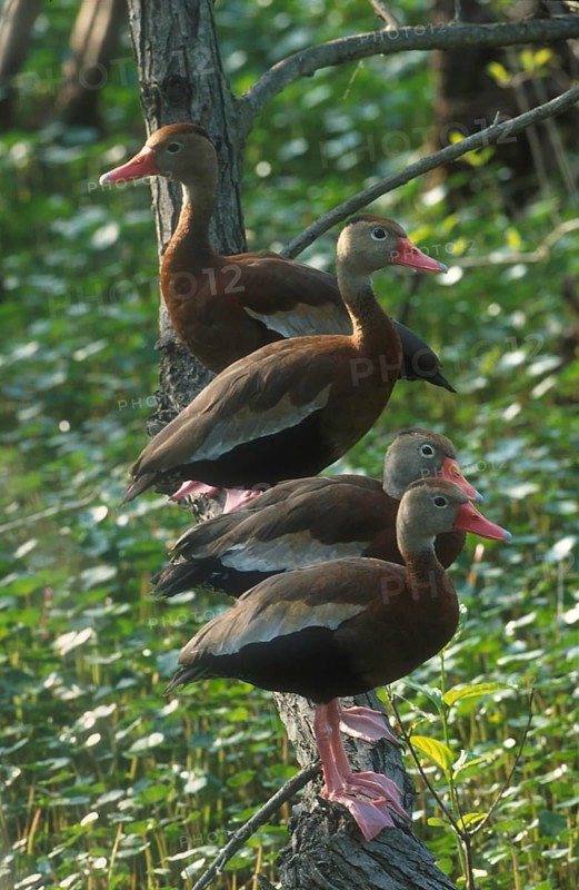 Autumn whistling duck