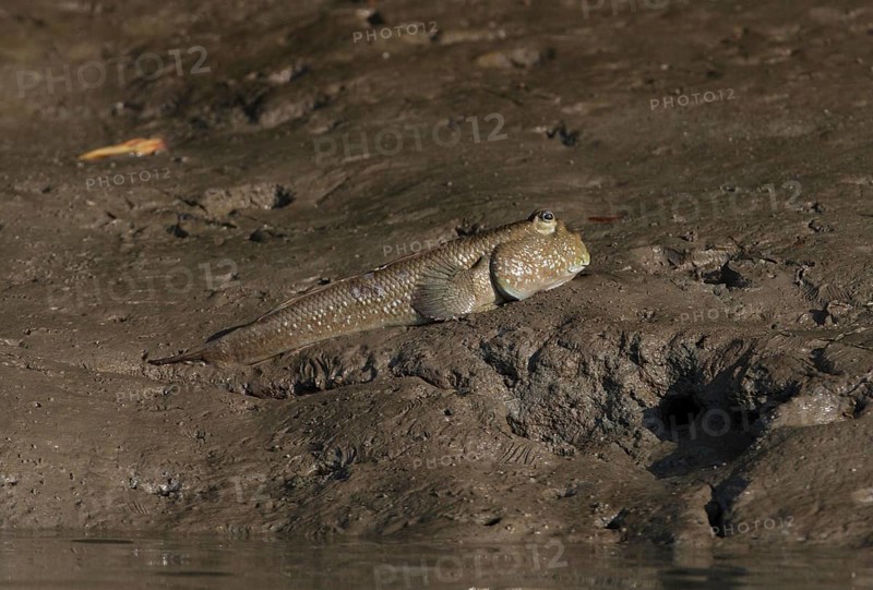 Giant Mudskipper