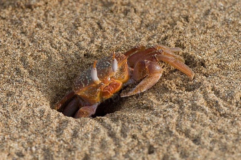 Ghost crab