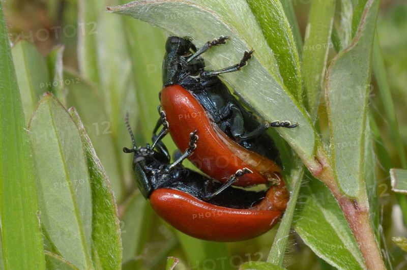 Red Poplar Leaf Beetle