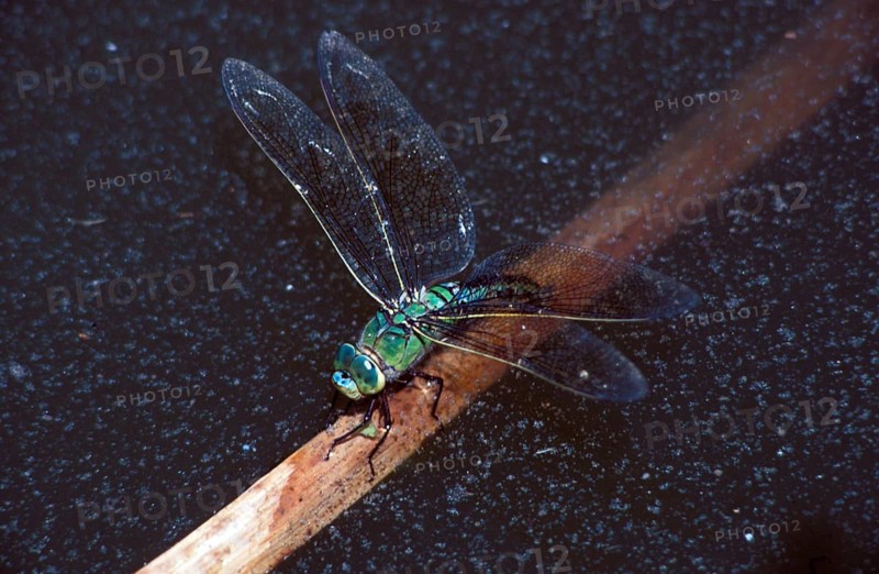 Emperor dragonflies