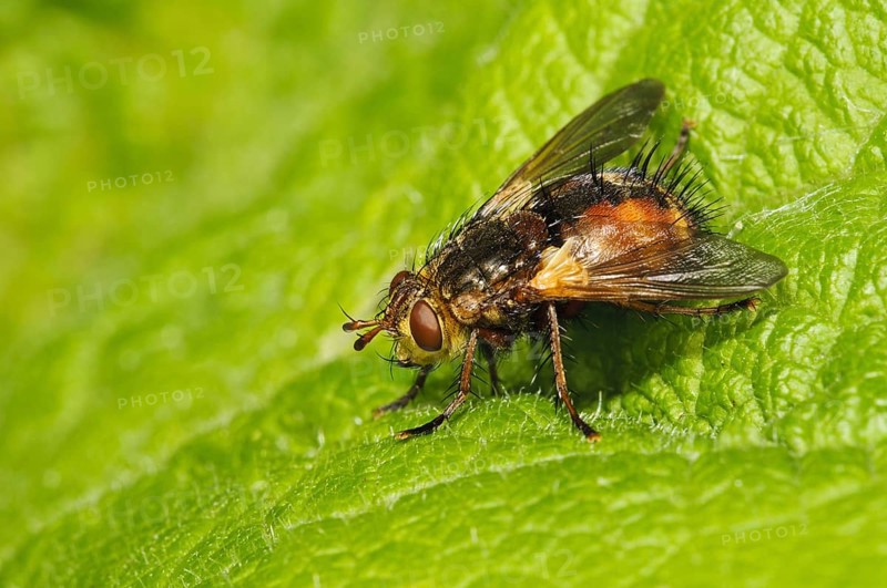 Tachinid fly