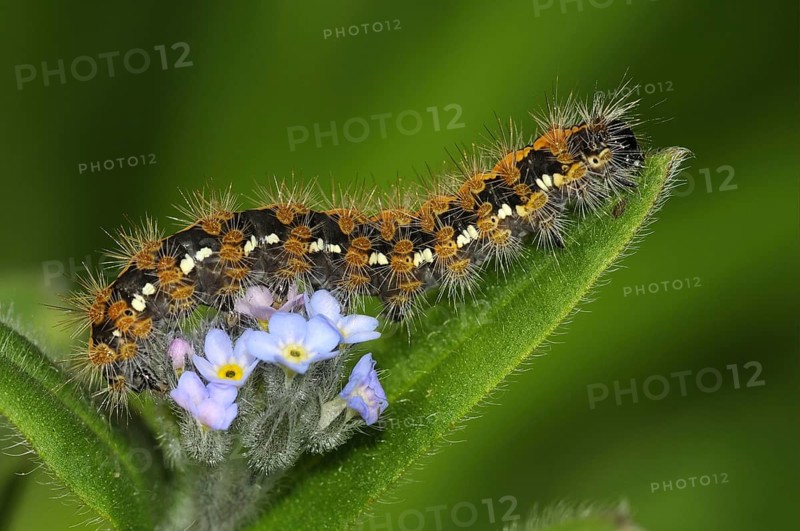 Jersey tiger