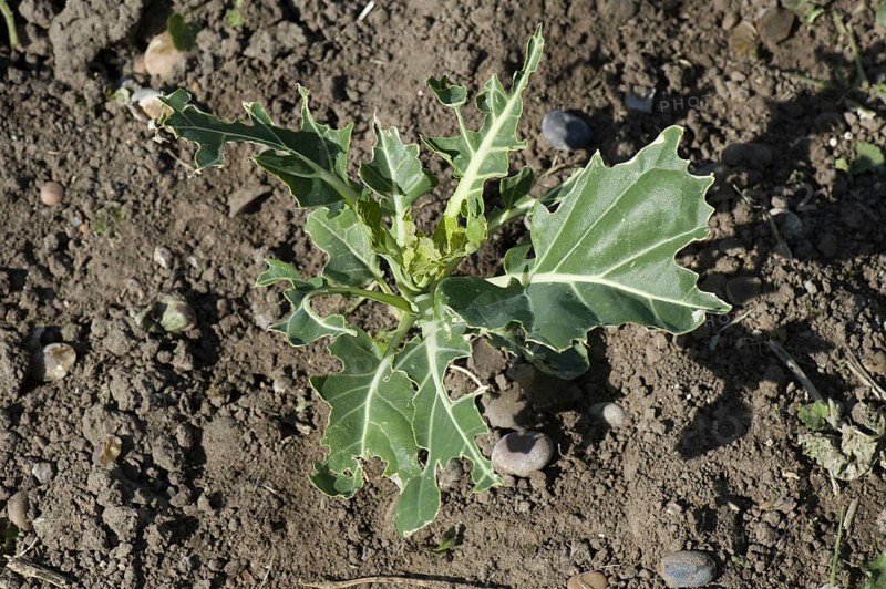 Young cabbage plants damaged