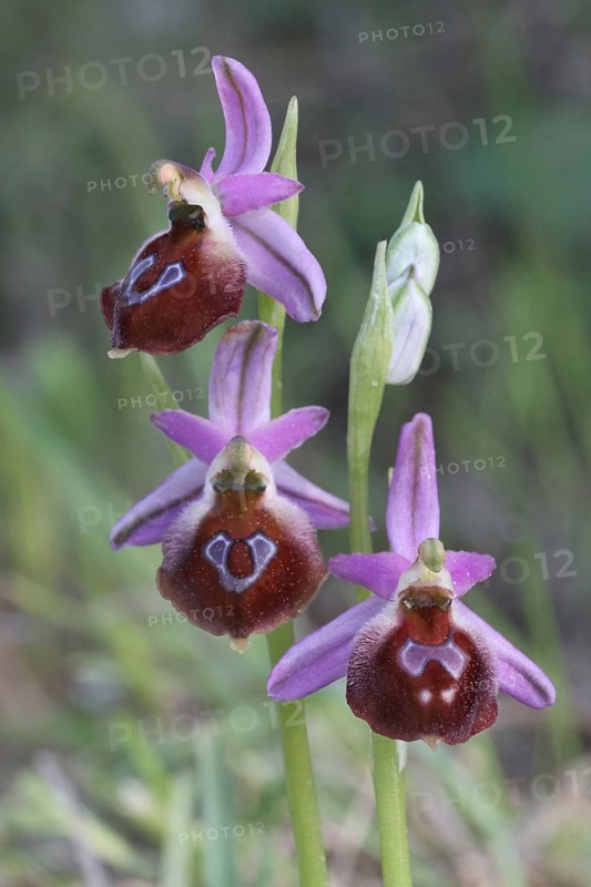 Argolian bee-orchid