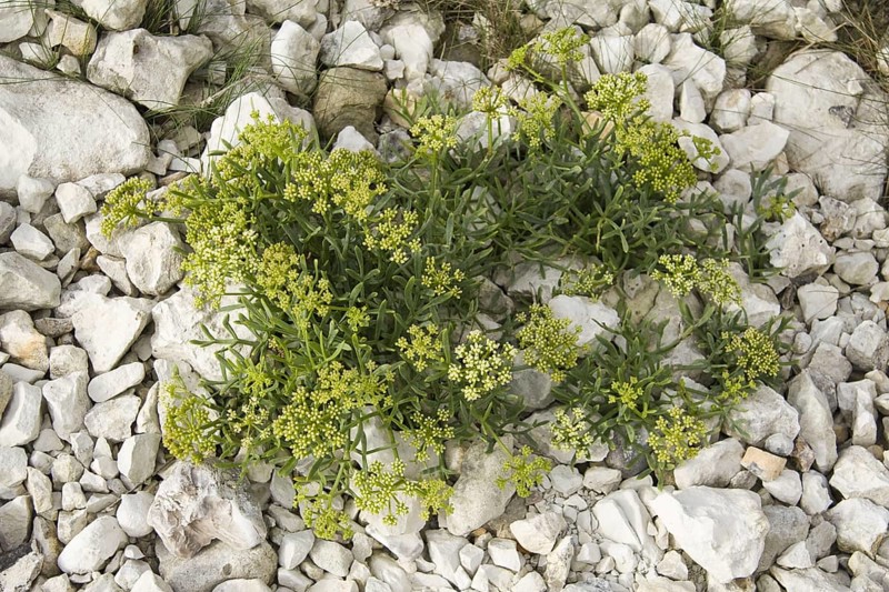 Rock samphire