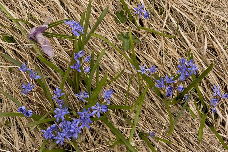 Alpine Squill
