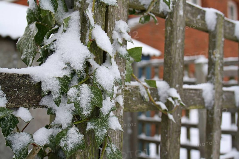 Common ivy