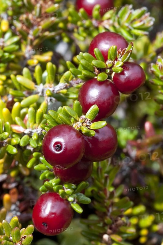 Red crowberry