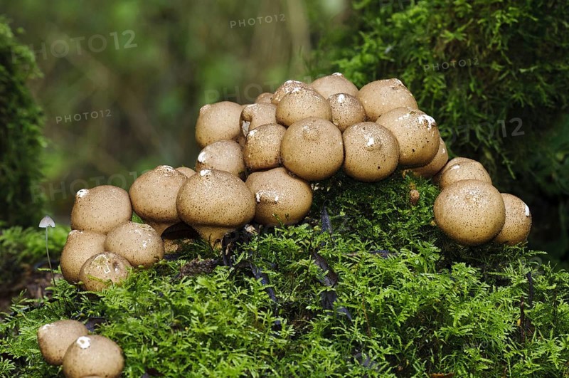 Stump Puffball