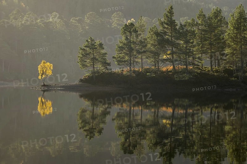 Scots pine