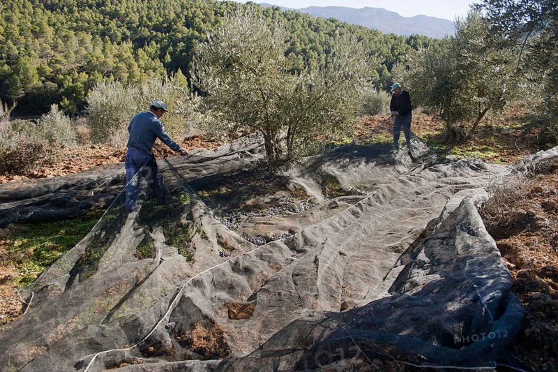 Olive grove