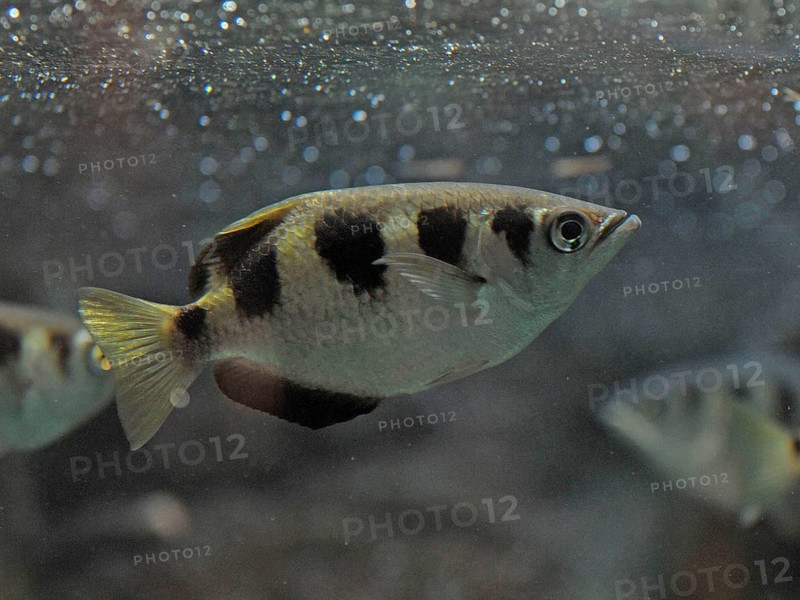 Archerfish