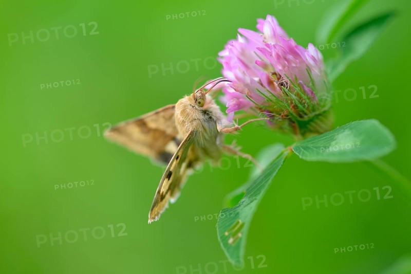 Cardoon Sun Owl
