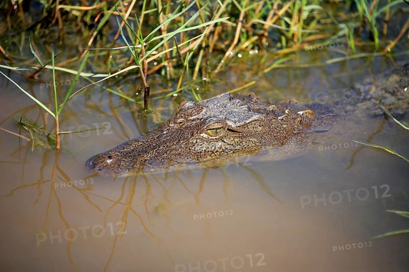 Saltwater crocodile