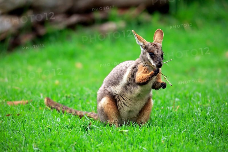 Yellow-footed rock wallaby