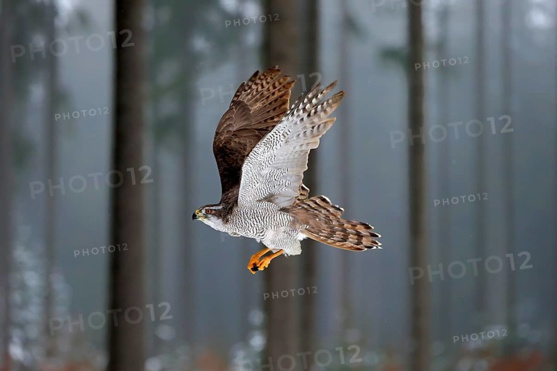 Northern goshawk