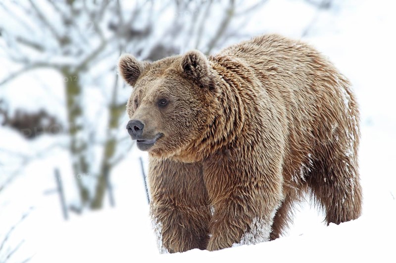 European brown bear