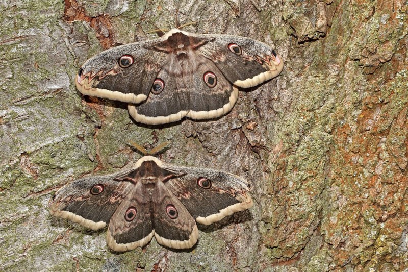 Viennese Moth Peacock