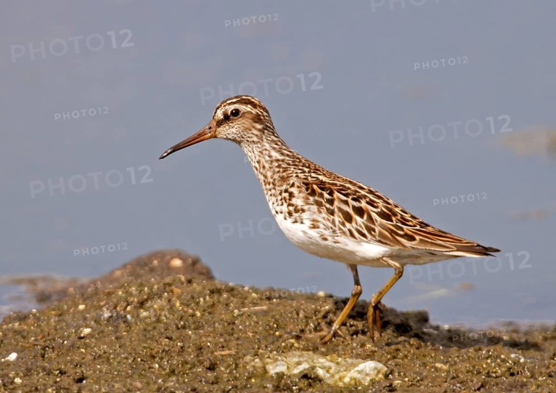 Marsh Sandpiper