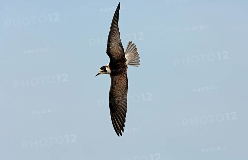 White-winged Black Tern