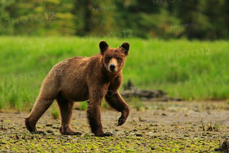 Grizzly bear