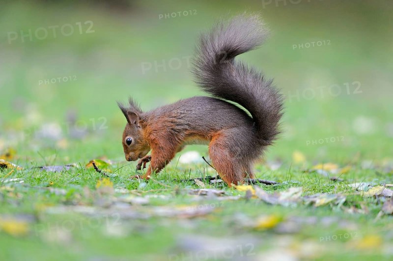 Eurasian red squirrel