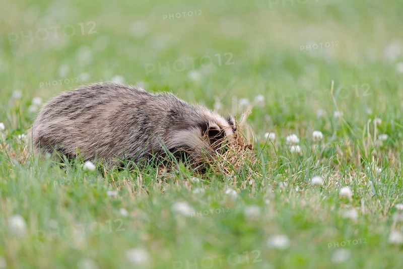 Eurasian Badger
