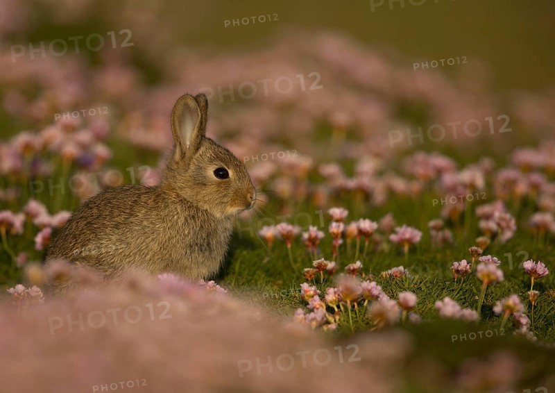 European rabbit