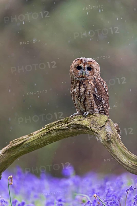 Tawny owl