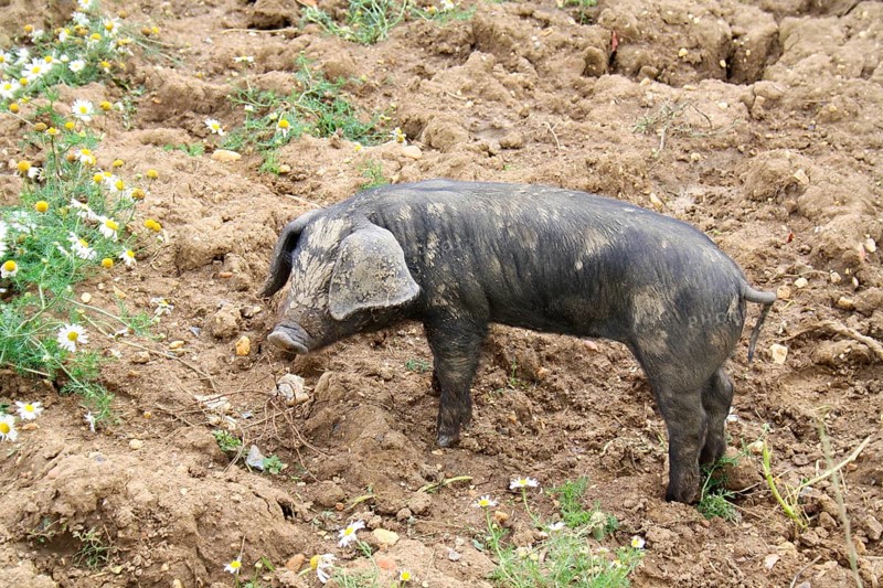 Domestic Pig