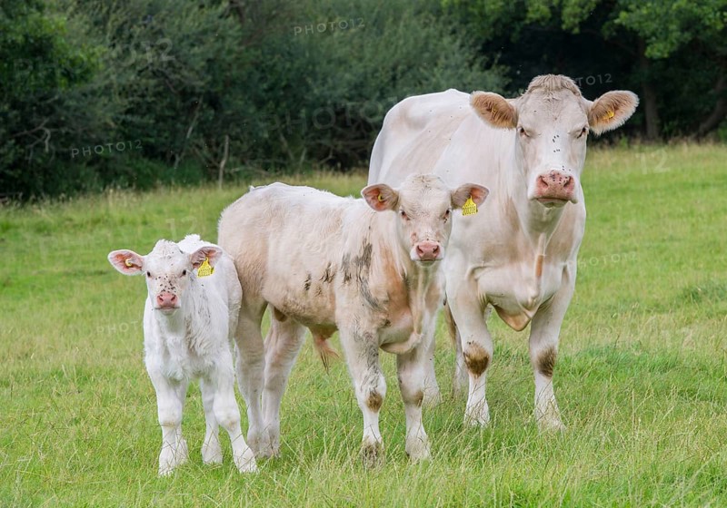 Domestic cattle