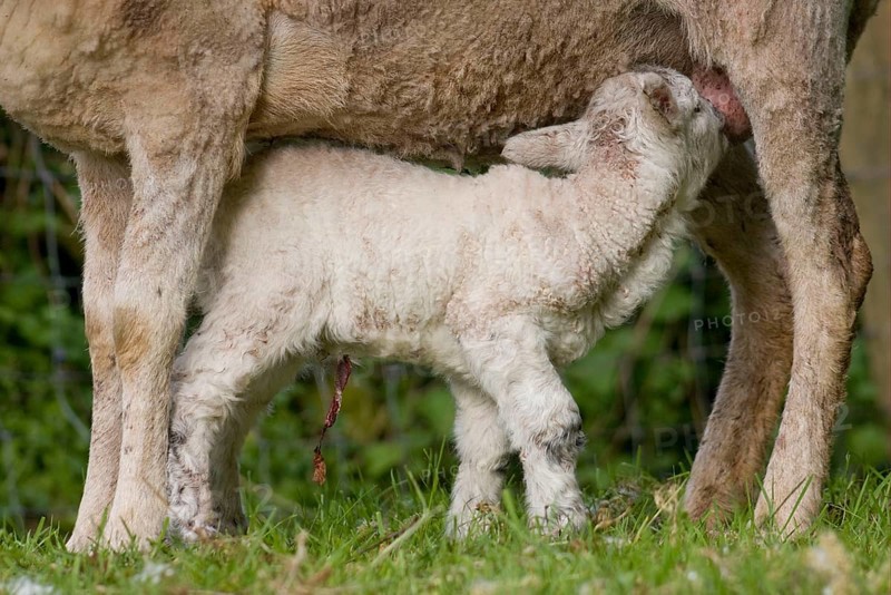 Domestic Sheep
