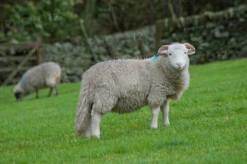 Domestic Sheep