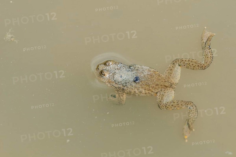 Yellow-bellied toad
