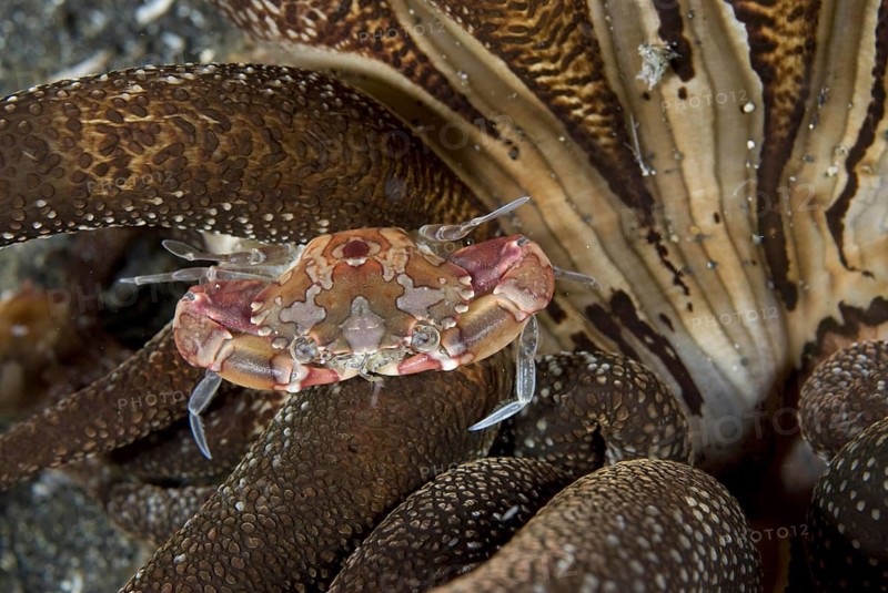 Swimming crab