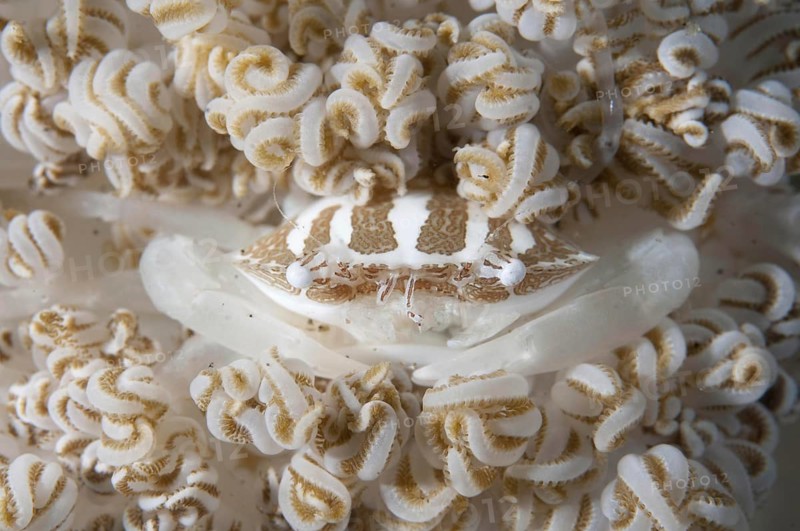Porcelain Crab