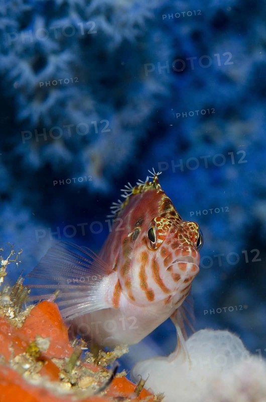 Common spotted hawkfish