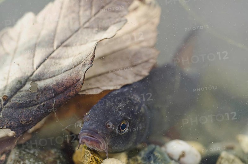 Tench