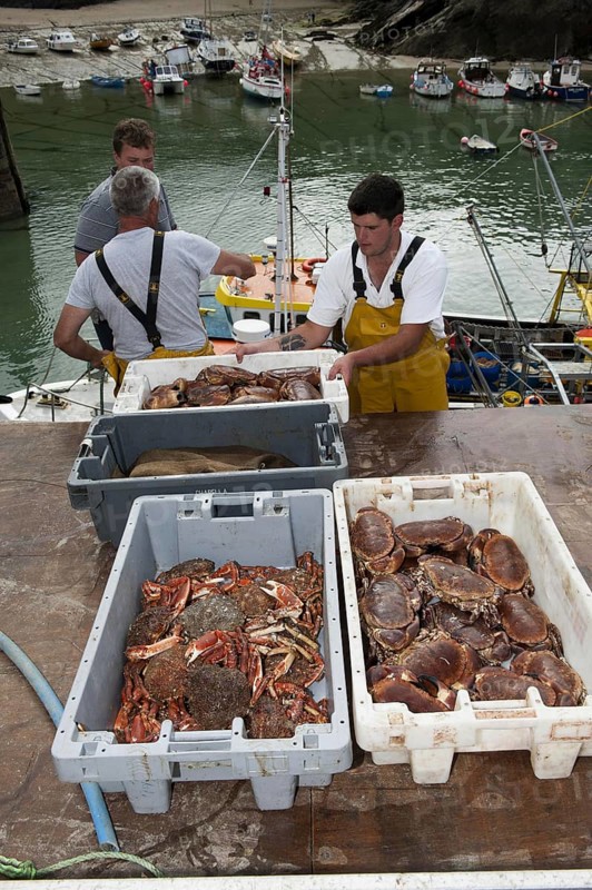 Crab fishing