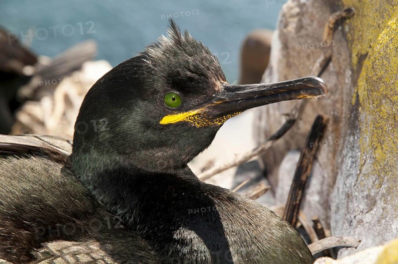 European Shag