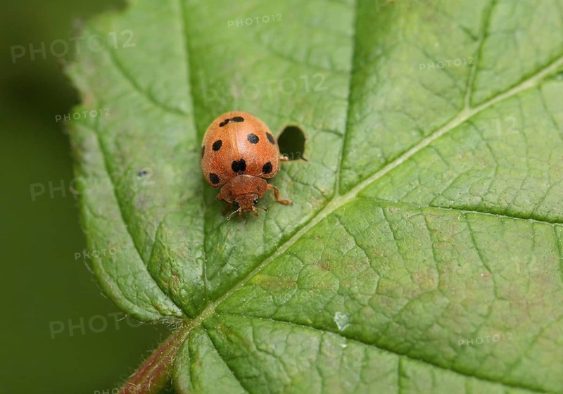 Bryony Ladybird