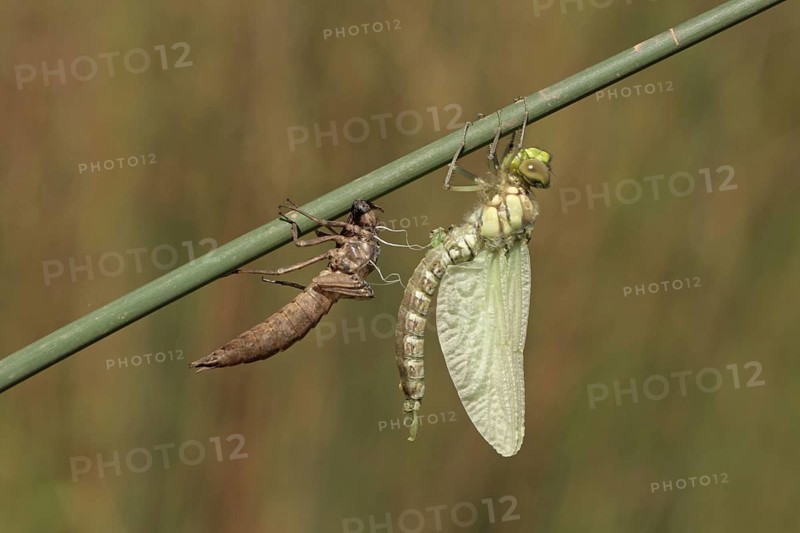 Southern hawkers