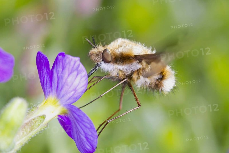 Common Bee-fly