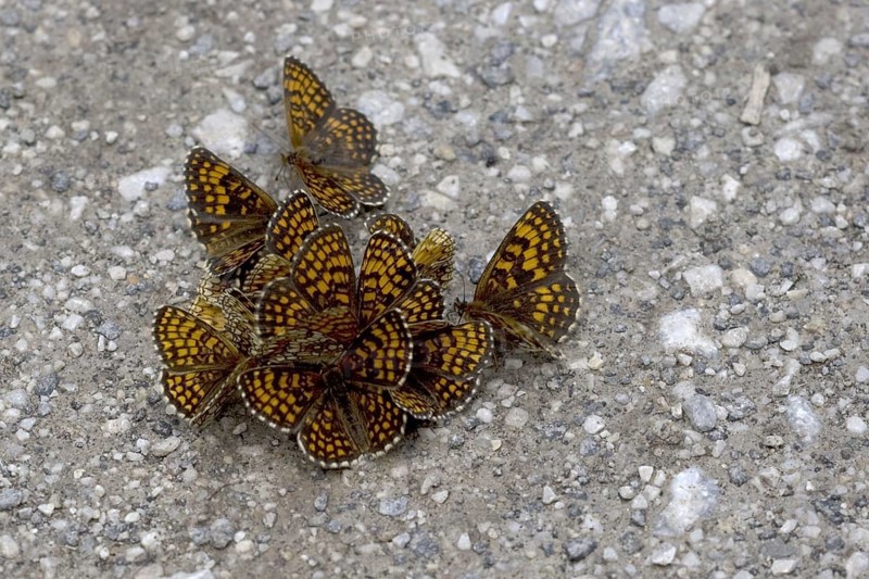 Heath fritillary