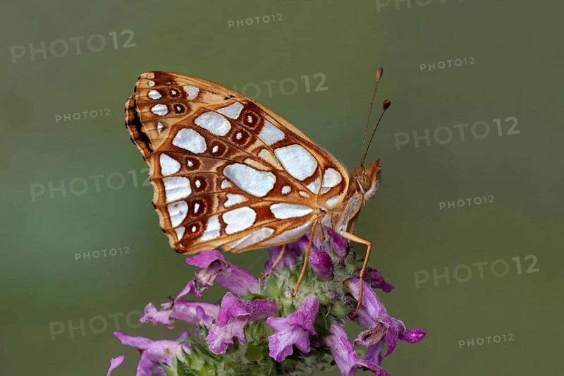 Queen of Spain Fritillary