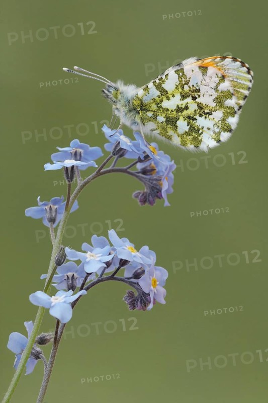 Orange tip