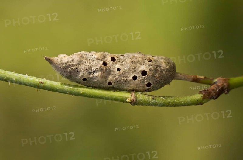 Bramble Stem Gall Wasp