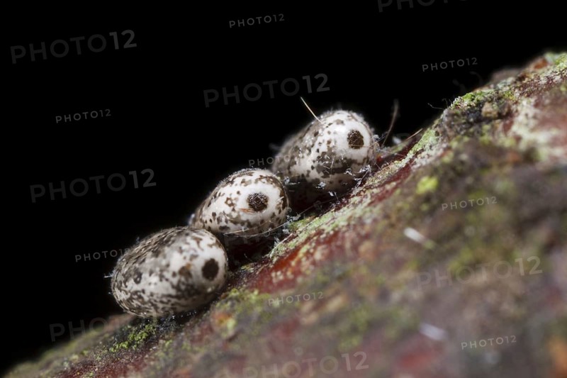 December moth