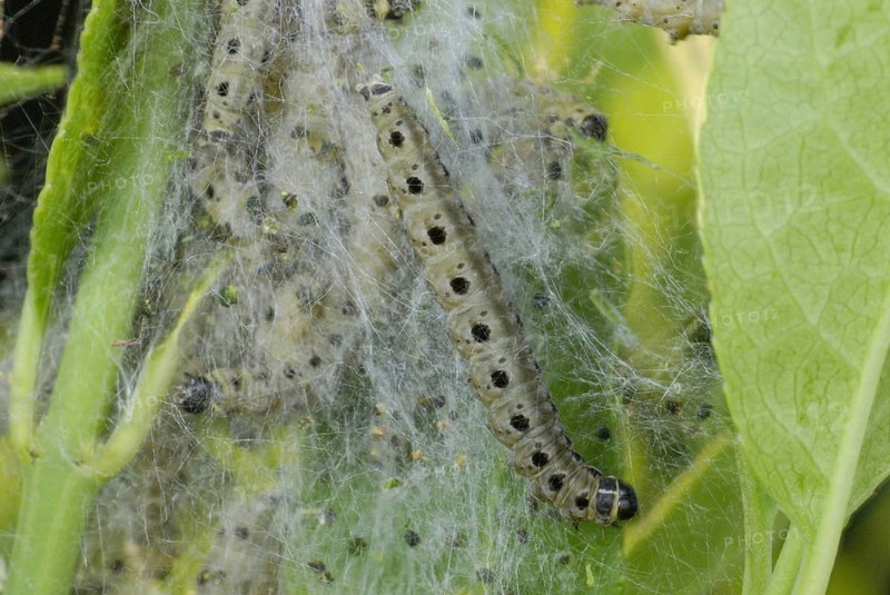 Spindle Ermine